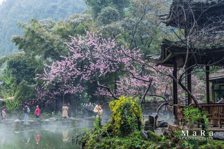 动物帮帮忙保卫家园